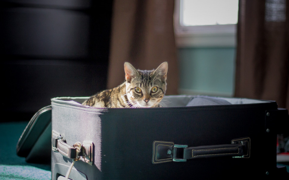 Katze im Koffer