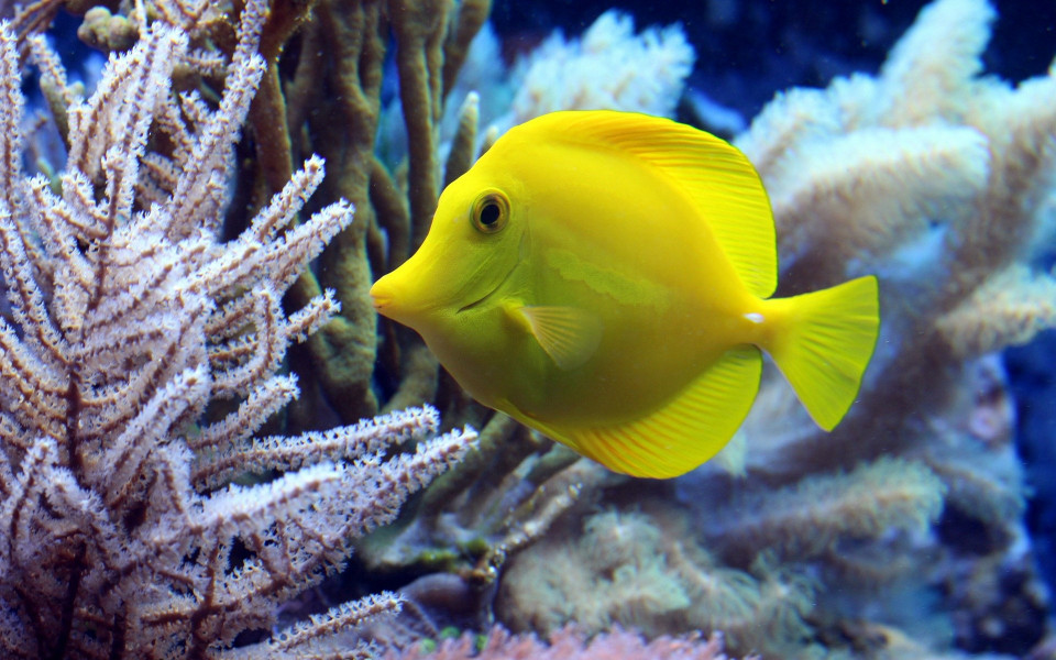 Gelber Fisch im Meer in &Auml;gypten 